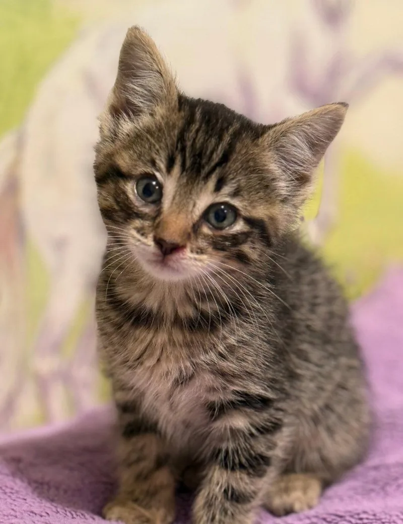 A baby medium-sized female Tabby cat named Kaydence for adoption in Campbell, CA