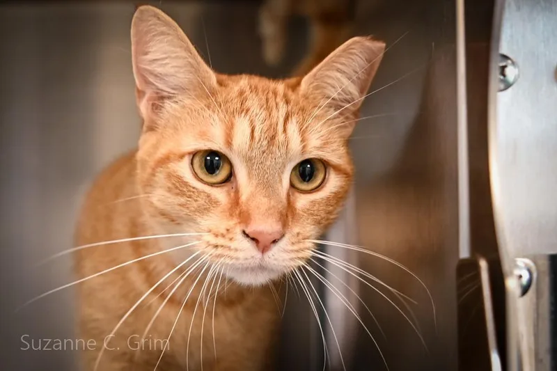 A young small-sized female Domestic Short Hair cat named Ginny for adoption in New Orleans, LA