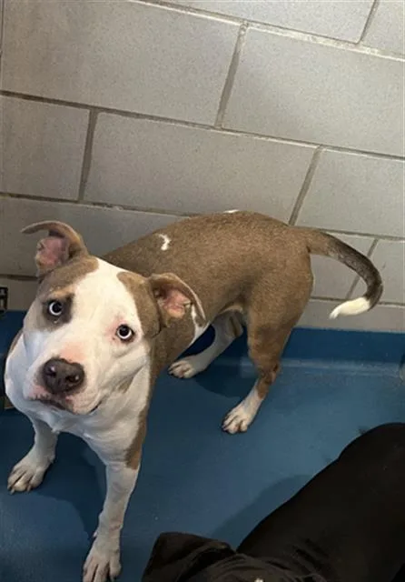An adult medium-sized female Mixed Breed dog named Molly for adoption in Dallas, TX