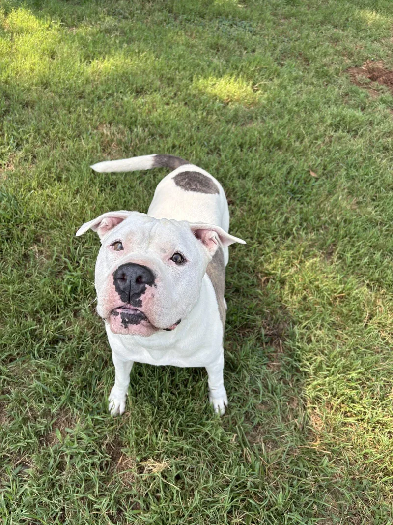 An adult large-sized male American Bulldog dog named Major Apr for adoption in Pacolet, SC