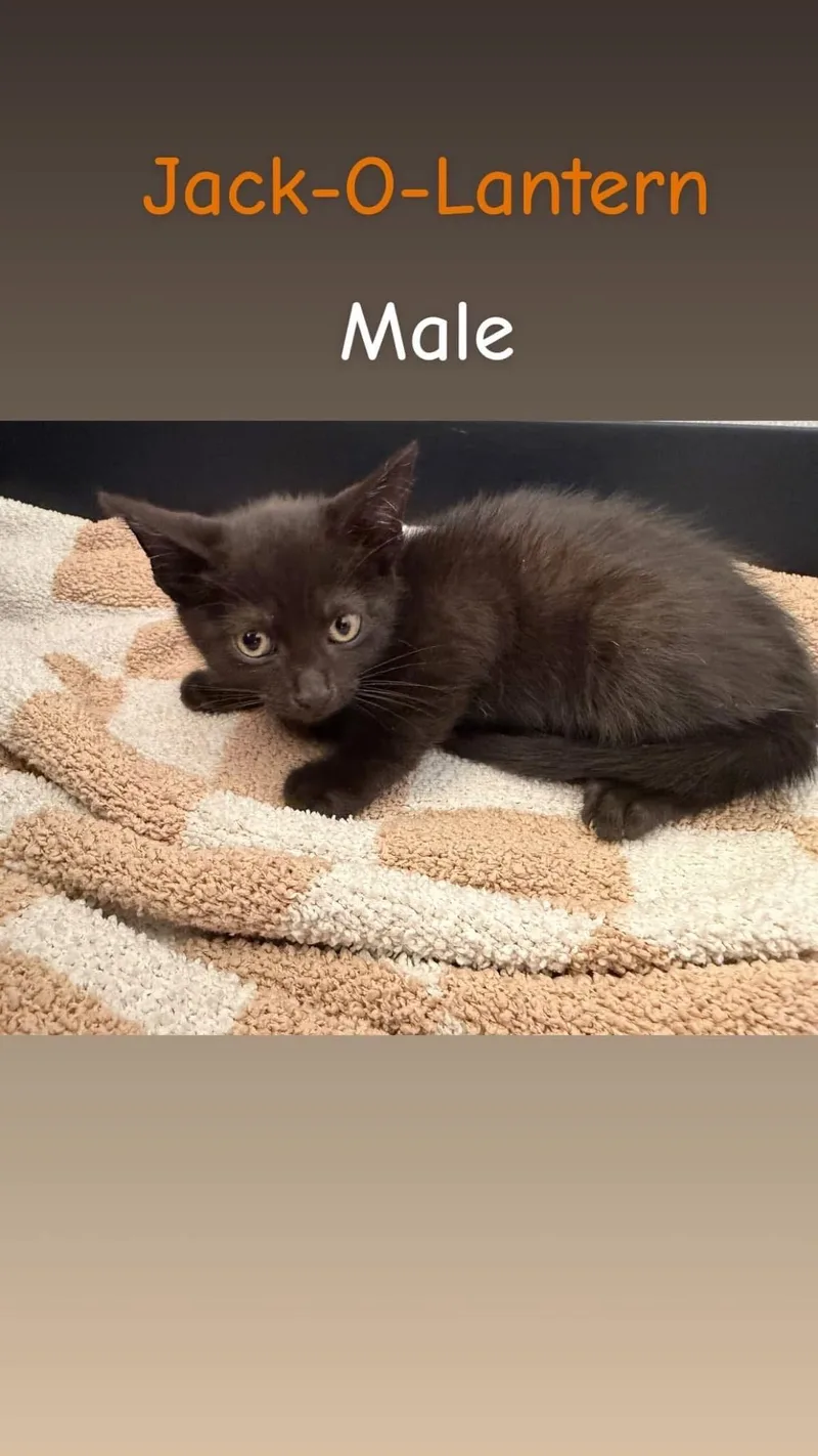 A baby medium-sized male Black Domestic Short Hair cat named Jack OLantern for adoption in Chesterton, IN