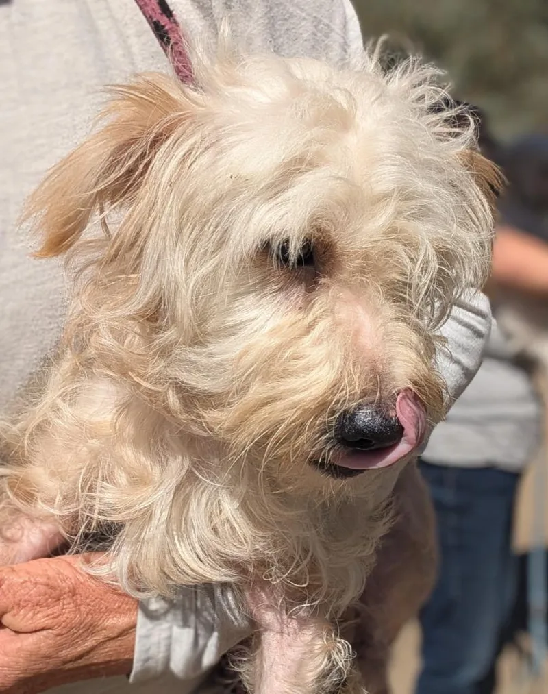 A young small-sized male Maltese dog named Porto for adoption in San Diego, CA
