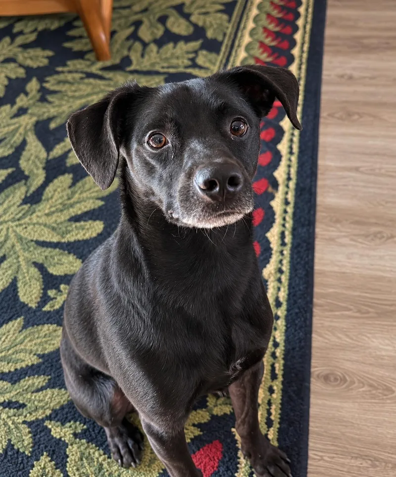 An adult medium-sized male Chihuahua dog named Cooper for adoption in Euless, TX