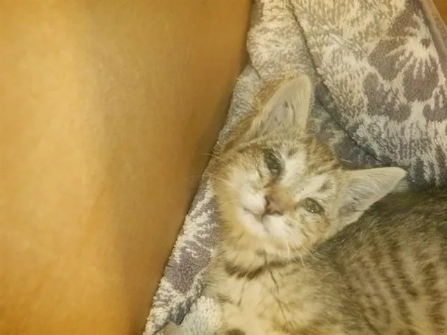 A baby small-sized female Domestic Short Hair cat named Reina for adoption in San Jose, CA