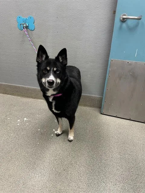 An adult large-sized female Australian Shepherd dog named Flobalina for adoption in Las Vegas, NV