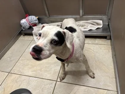 An adult medium-sized female Boxer dog named Susie for adoption in Honolulu, HI