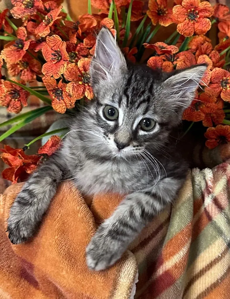 A baby small-sized male Domestic Short Hair cat named Jimmy for adoption in Stillwater, OK