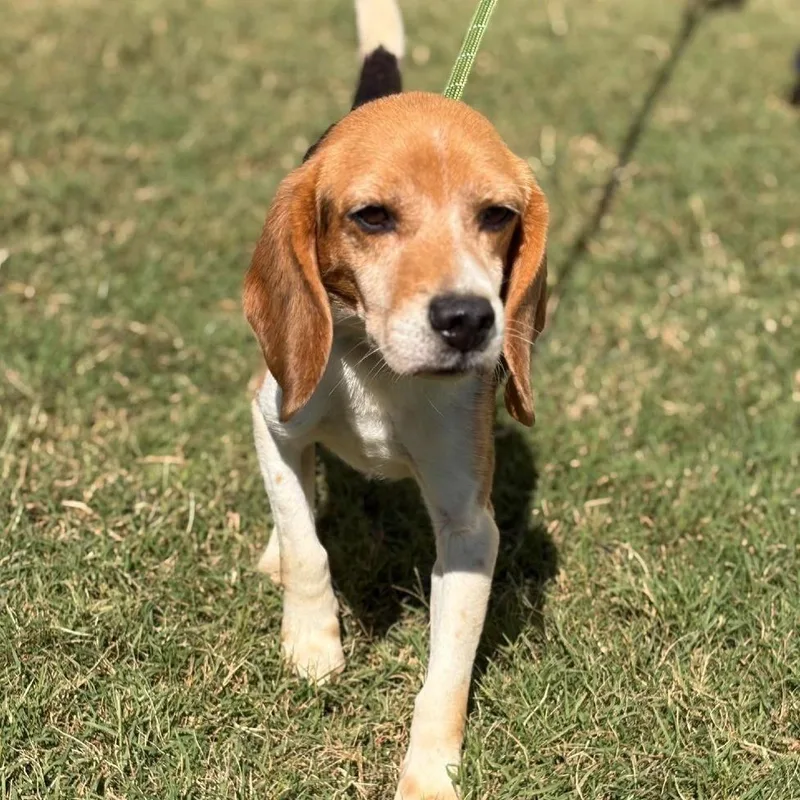 An adult medium-sized male Black Beagle dog named Sherlock for adoption in Rocky Mount, VA