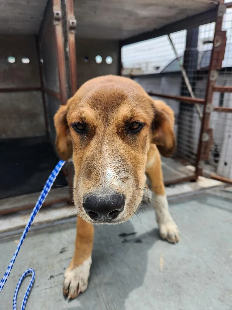 A baby medium-sized female Hound dog named Bonnie for adoption in Belton, TX