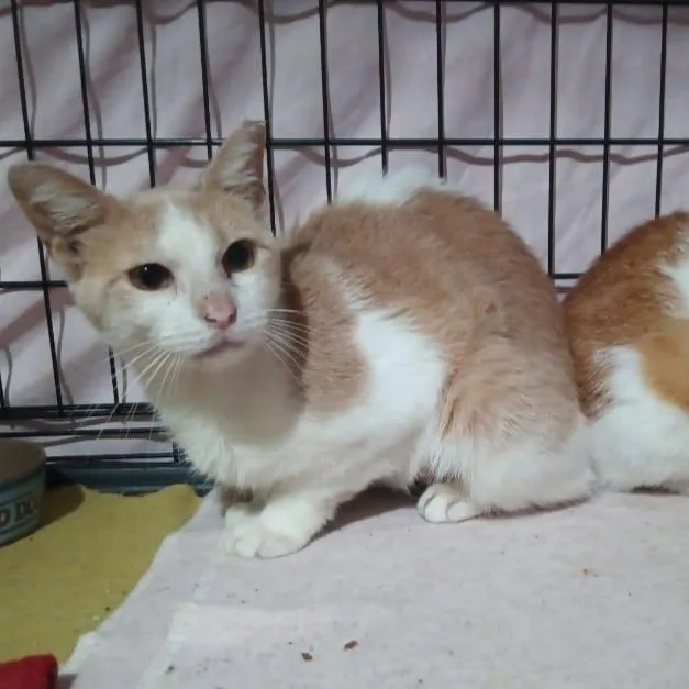 A young small-sized female American Shorthair cat named Estela & Alexandra for adoption in Union City, NJ