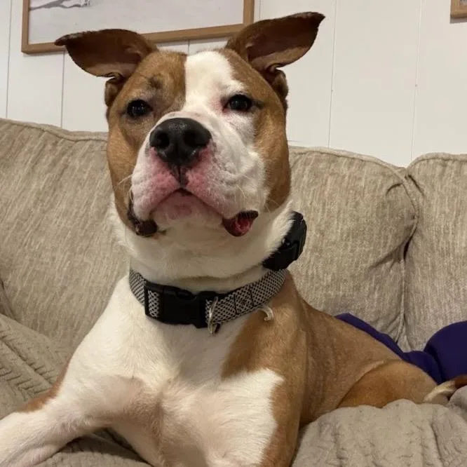 An adult medium-sized male Yellow / Tan / Blond / Fawn Mixed Breed dog named Chief for adoption in Valparaiso, IN