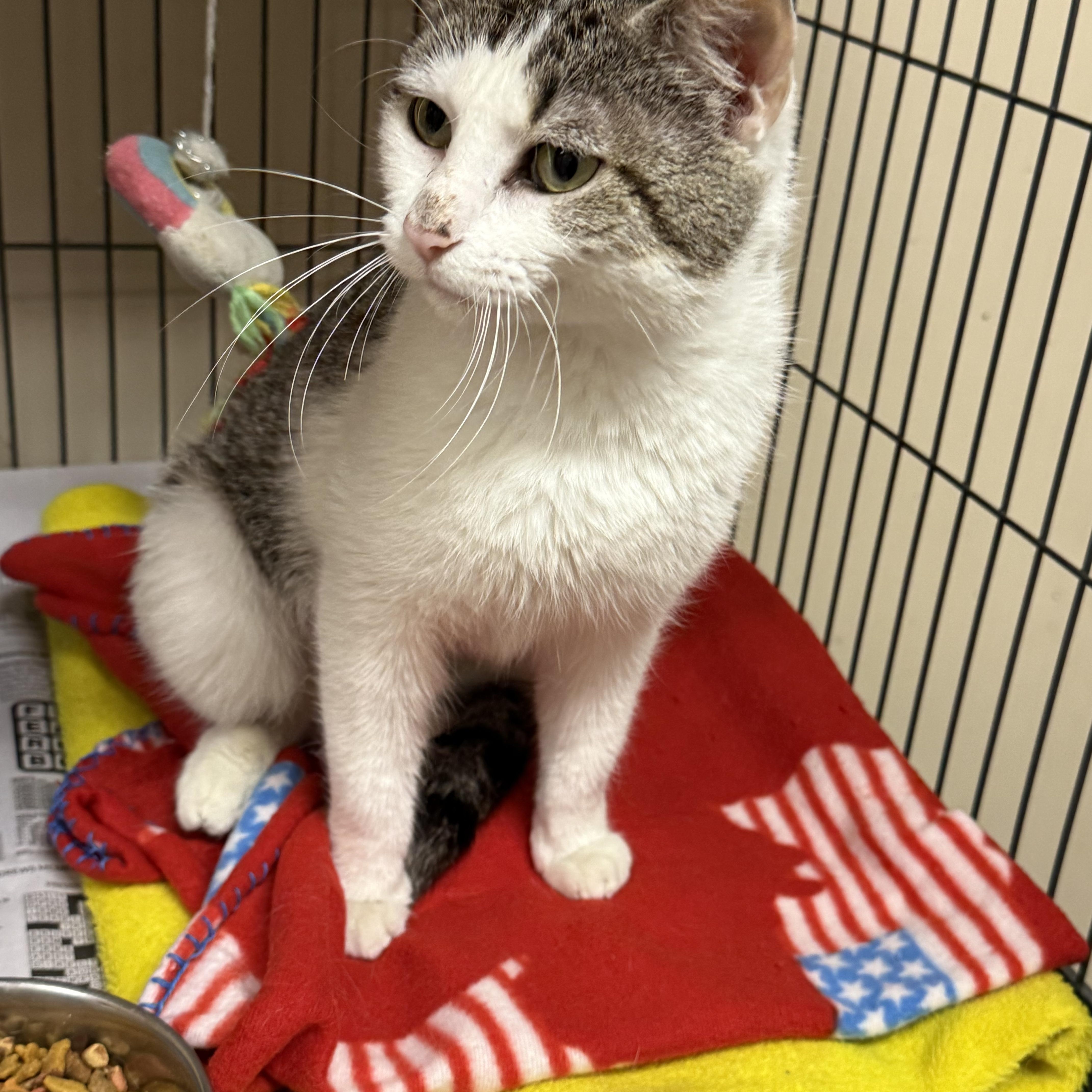 An adult medium-sized female White Domestic Short Hair cat named Darcie for adoption in Logan, OH