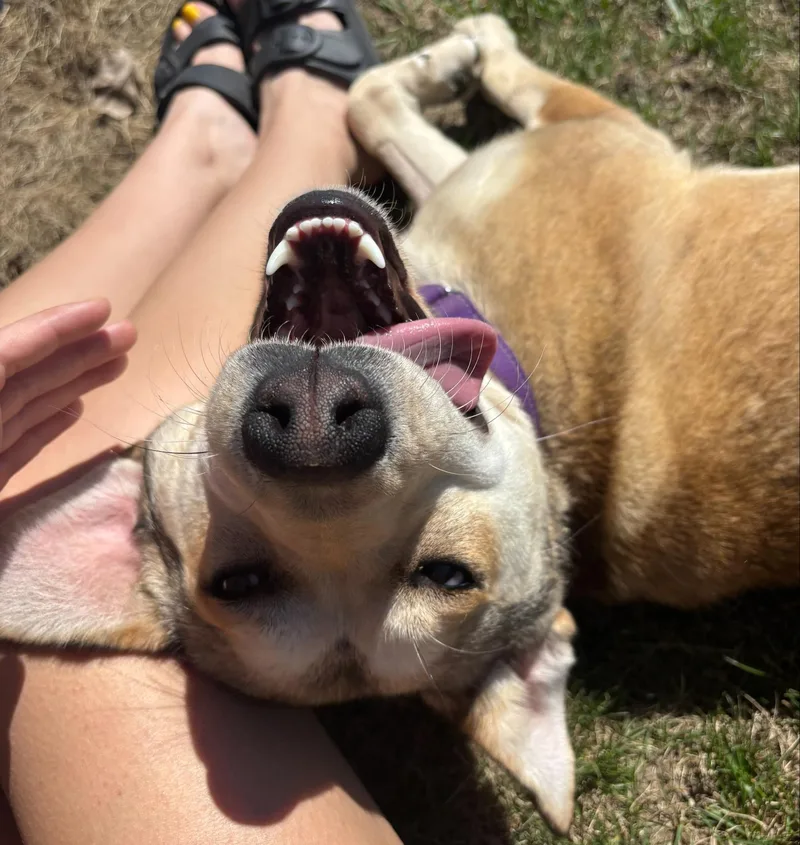 A young medium-sized female Shepherd dog named Lilac for adoption in Willmar, MN