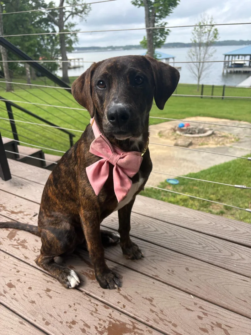 A baby medium-sized female Labrador Retriever dog named Gemma for adoption in Houston, TX