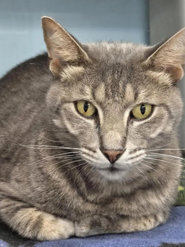 An adult large-sized male Domestic Short Hair cat named The Landlord for adoption in Fort Walton Beach, FL
