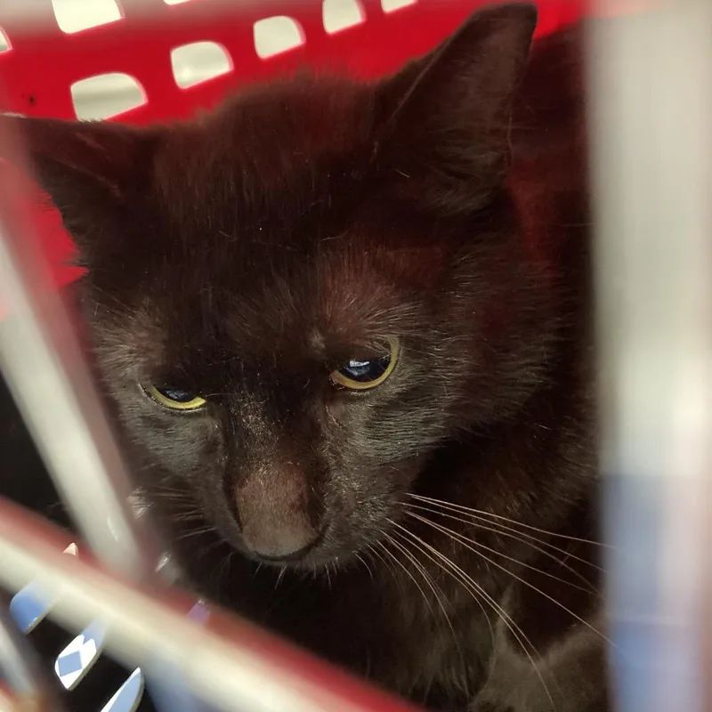 An adult medium-sized female Black Domestic Short Hair cat named Lucy for adoption in Galveston, TX