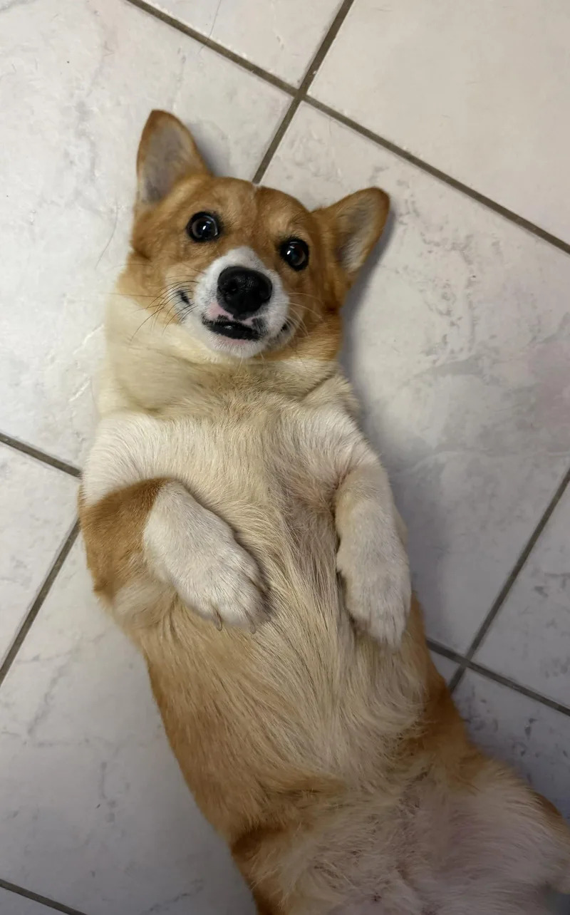 An adult small-sized female Pembroke Welsh Corgi dog named Evie for adoption in Orlando, FL