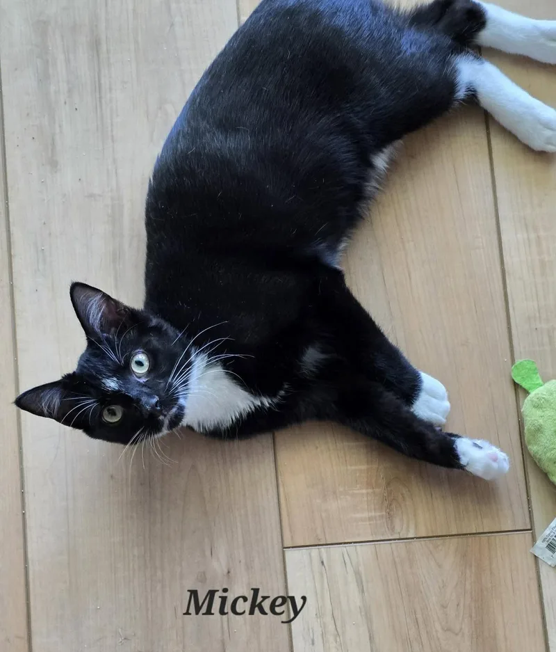 A baby medium-sized male Black & White / Tuxedo Domestic Short Hair cat named Mickey for adoption in Gonic, NH