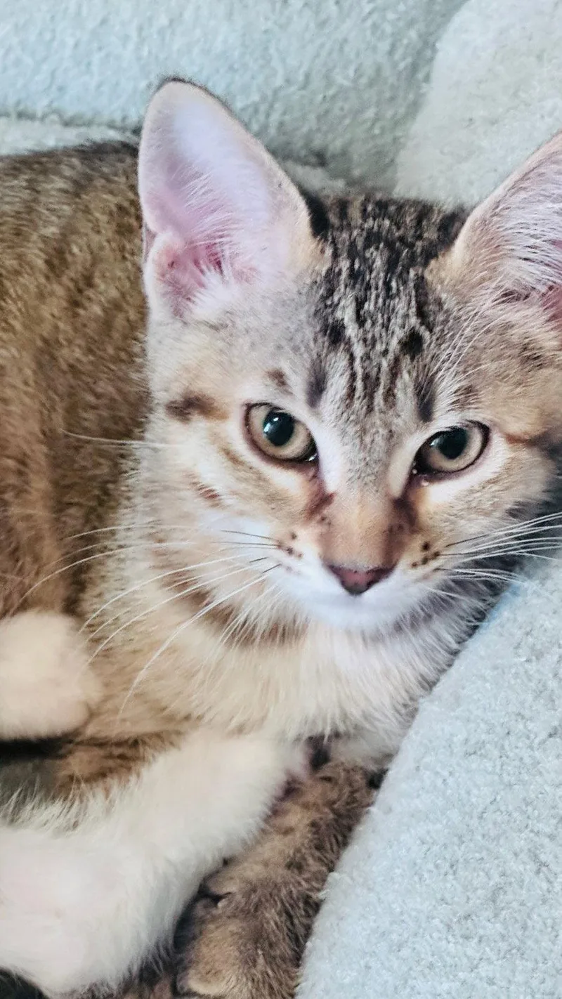 A baby medium-sized female Domestic Short Hair cat named Sandy for adoption in Frisco, TX