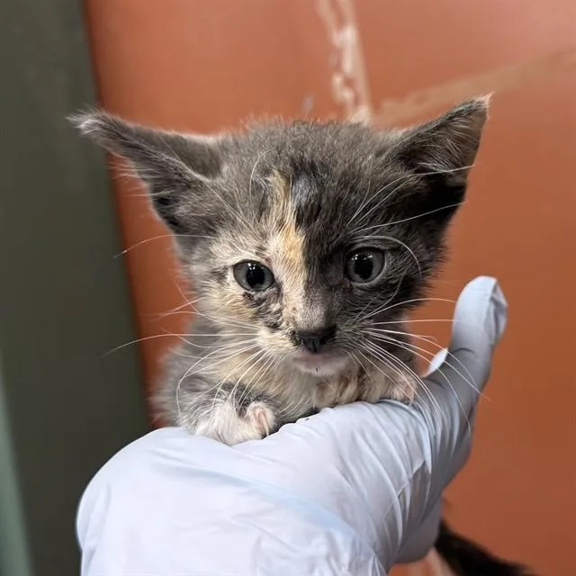 A baby small-sized female Domestic Short Hair cat named Whimsy for adoption in Rancho Cucamonga, CA