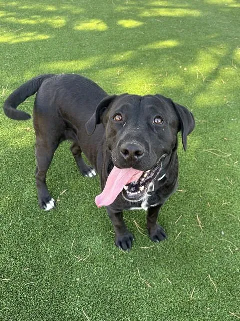 An adult medium-sized female Labrador Retriever dog named Bambia for adoption in Castaic, CA