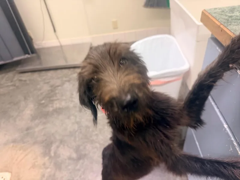 A baby medium-sized female Terrier dog named Eloise for adoption in Neosho, MO