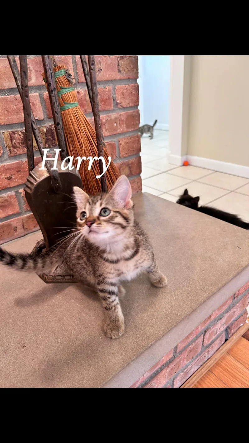 A baby medium-sized male Tabby cat named Harry for adoption in Saginaw, MI