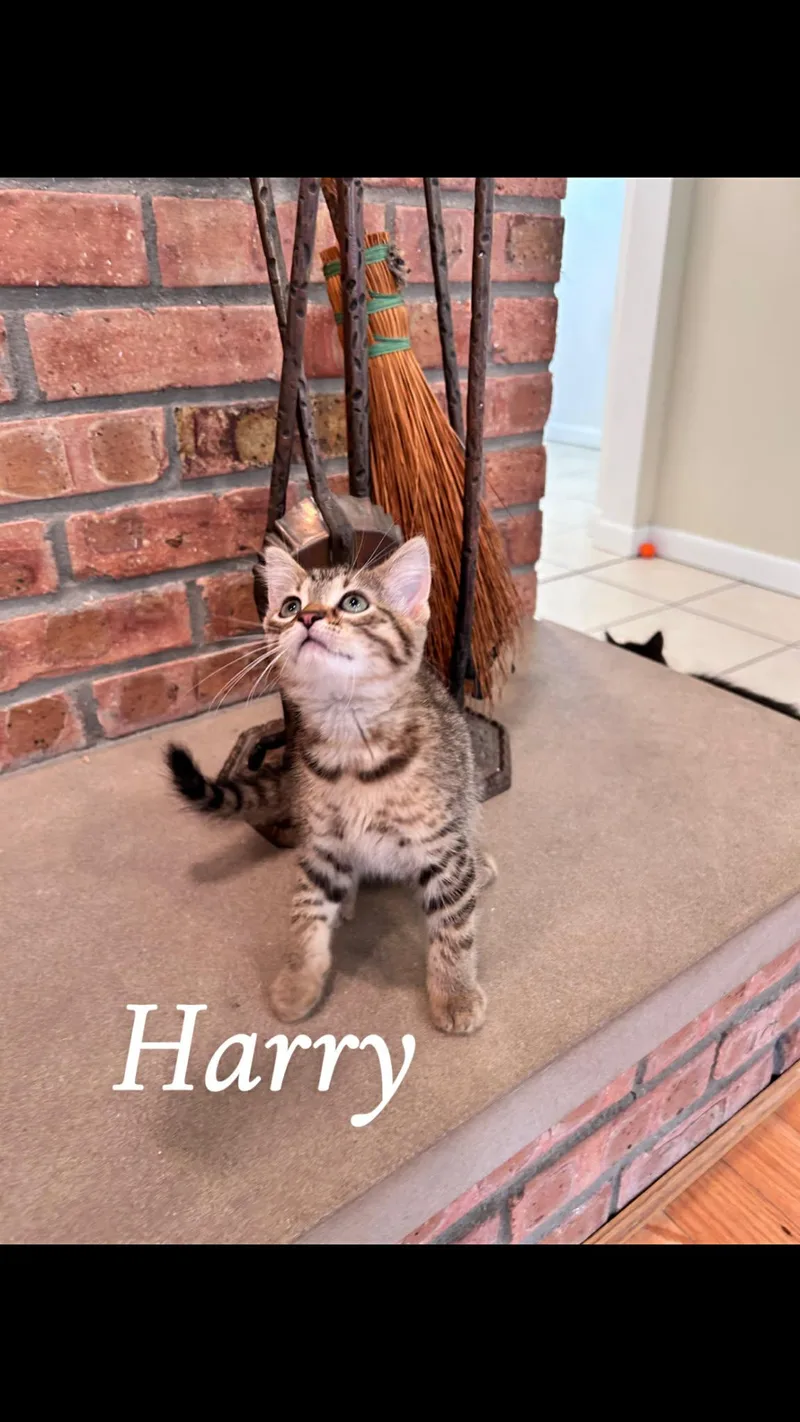 Harry thumbnail 2