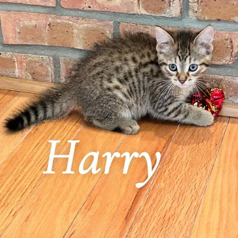 Harry thumbnail 3