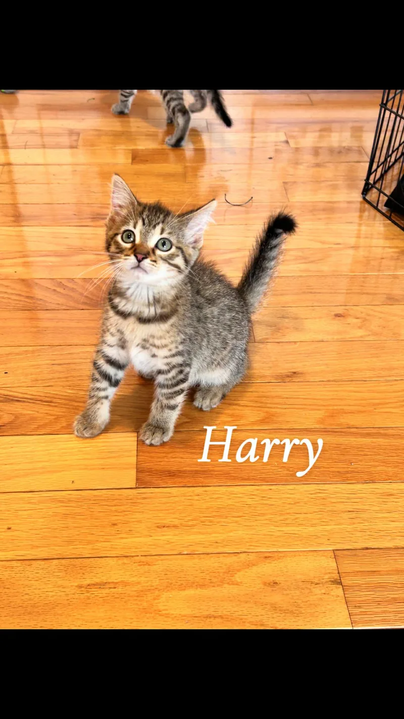 Harry thumbnail 4