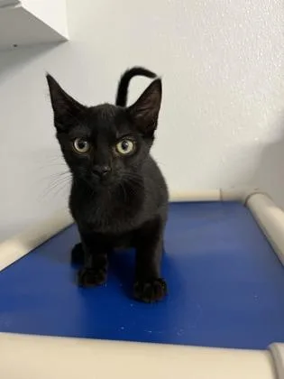 A baby small-sized male Domestic Short Hair cat named Cole for adoption in Venice, FL