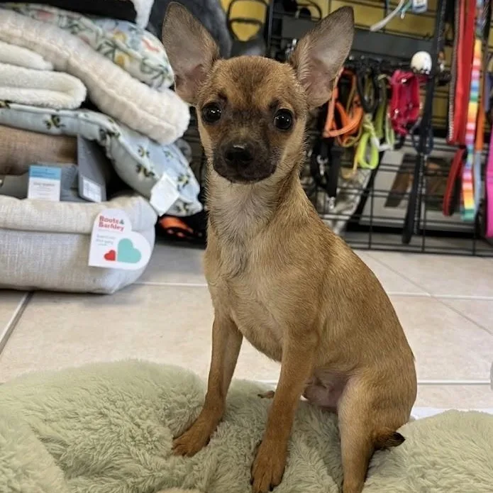 A baby small-sized male Brown / Chocolate Chihuahua dog named Jaxon for adoption in Boca Raton, FL