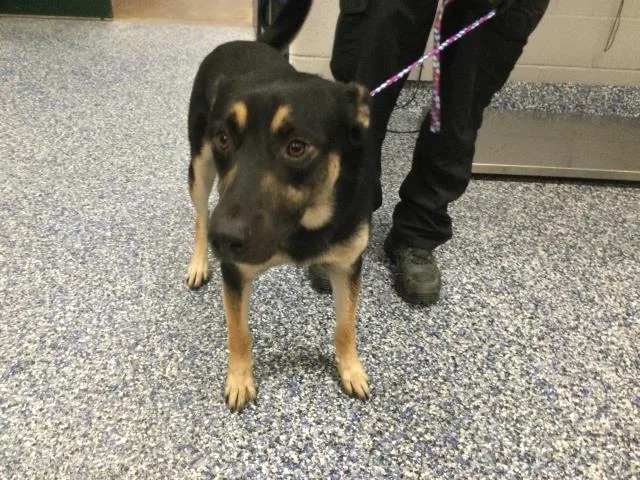 A young medium-sized male German Shepherd Dog dog named A for adoption in Thousand Palms, CA