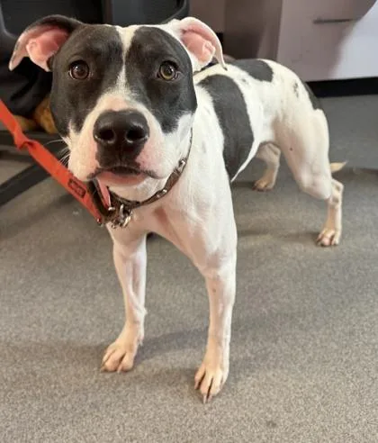 A baby medium-sized female Mixed Breed dog named Jade for adoption in West Chester, PA