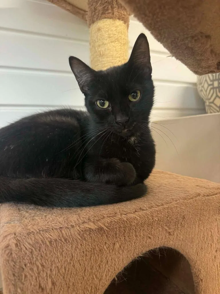 A baby medium-sized female Domestic Short Hair cat named Juniper for adoption in Marion, OH
