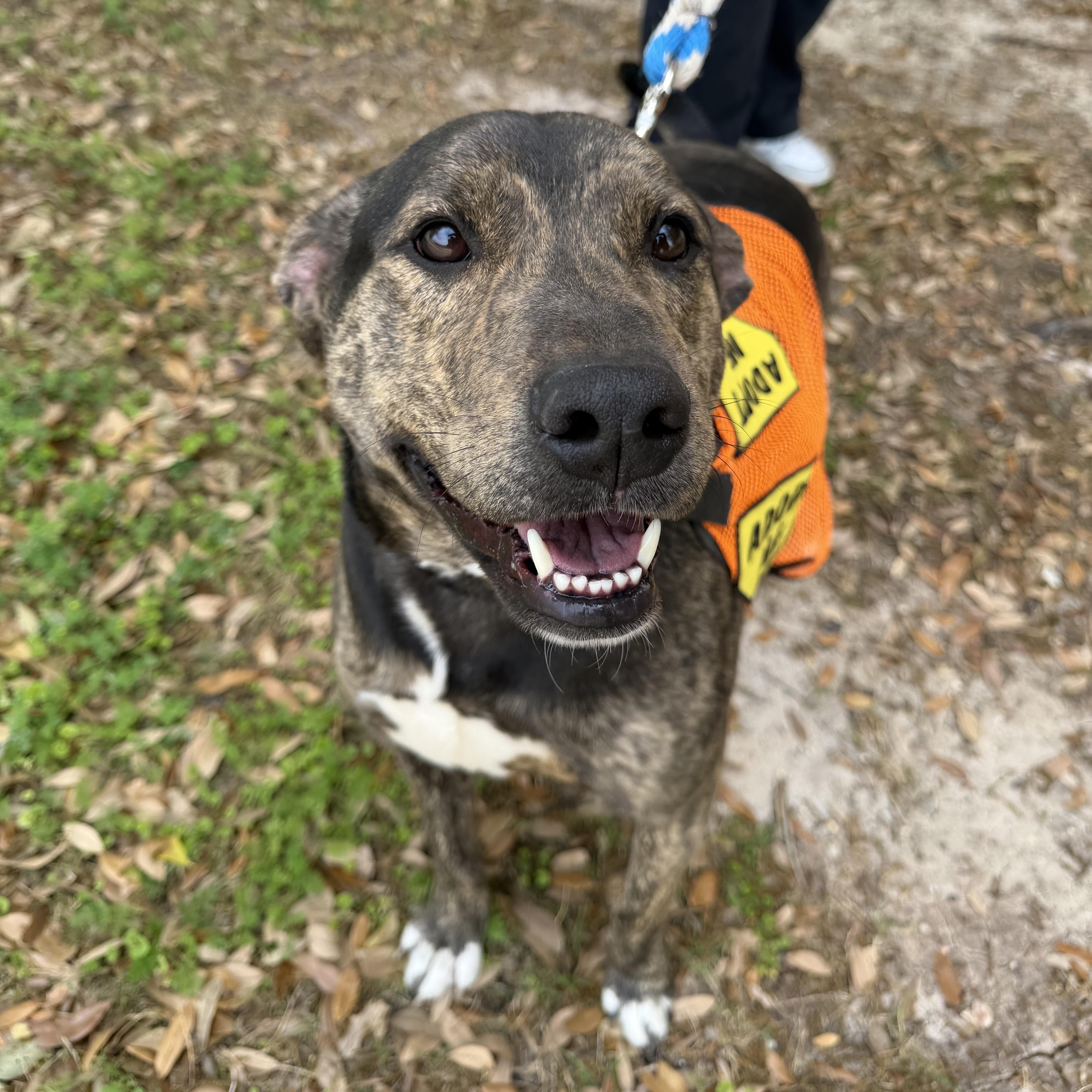 A young medium-sized male Black Pit Bull Terrier dog named Apollo for adoption in Bryan, TX
