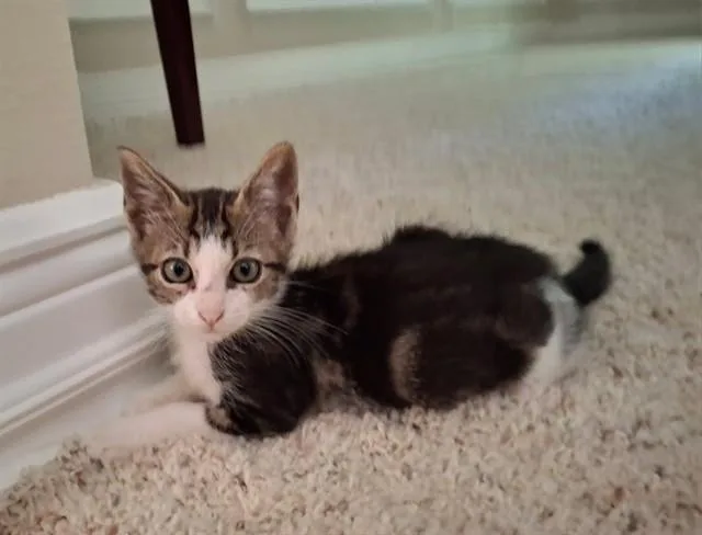 A baby small-sized female Domestic Short Hair cat named Tommy for adoption in Tallahassee, FL