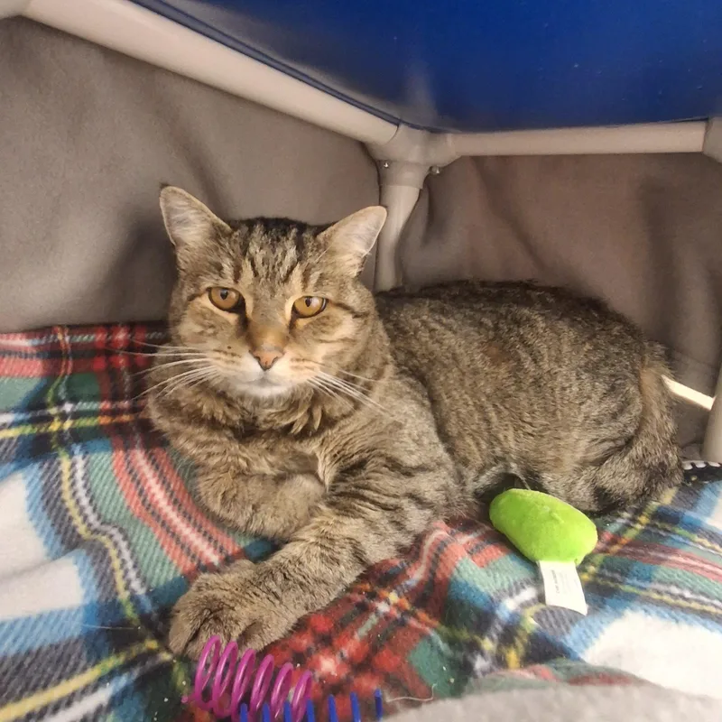 An adult large-sized male Domestic Short Hair cat named Albie for adoption in Ridgway, CO