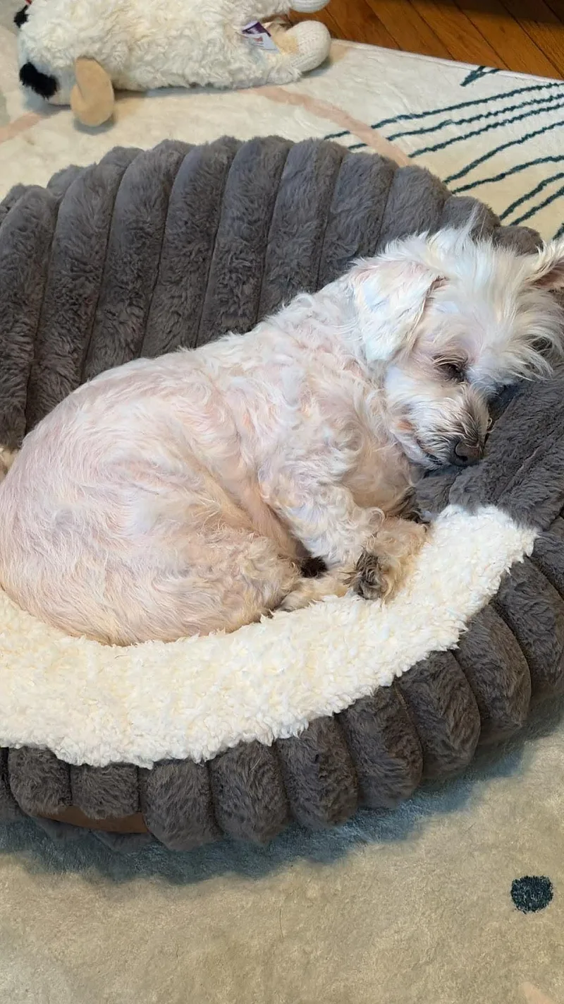 A senior small-sized female Mixed Breed dog named Trinket for adoption in Rochester , NY