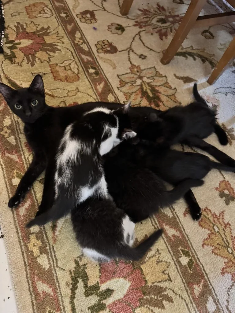 A young medium-sized female Black Domestic Short Hair cat named Luna for adoption in Stockbridge, GA
