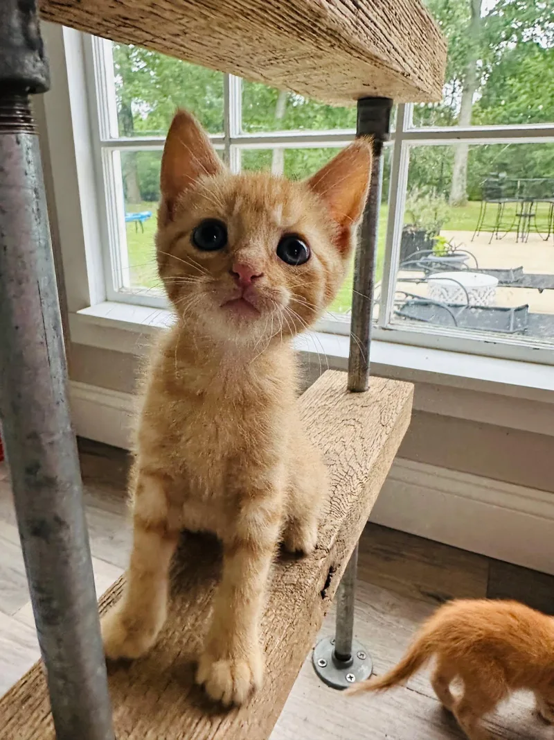 Nacho