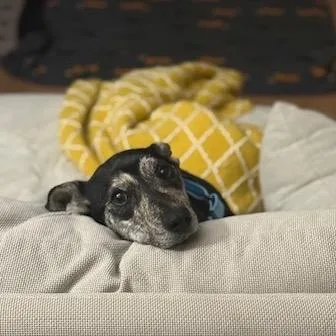 An adult small-sized male Black Mixed Breed dog named Dash for adoption in Buffalo, MN