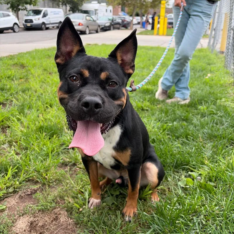 A young medium-sized male Black Rottweiler dog named Bobby for adoption in Newark, NJ