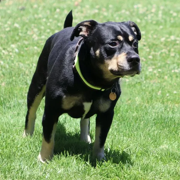 Bodie