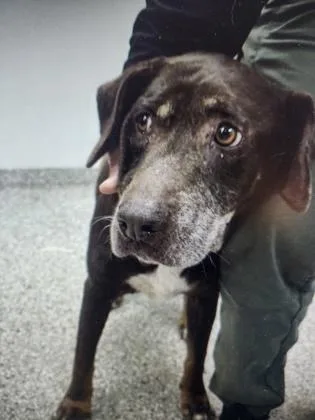 An adult medium-sized female Labrador Retriever dog named Penelope for adoption in Gastonia, NC