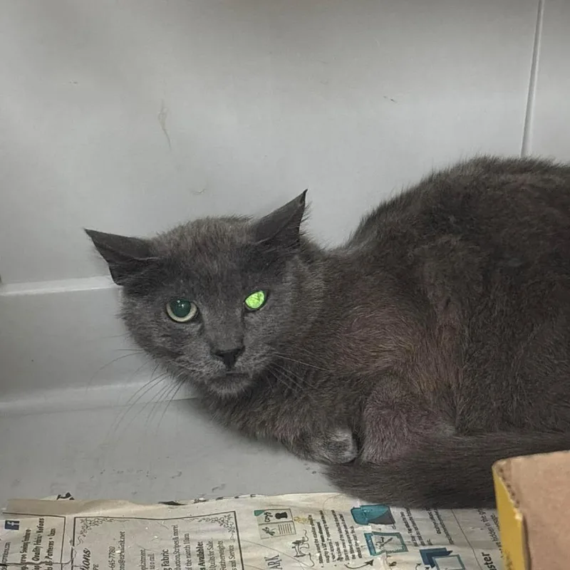 An adult small-sized female Gray / Blue / Silver Domestic Short Hair cat named SVASStray for adoption in Lyndhurst, VA