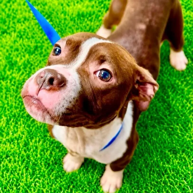 An adult medium-sized female Brown / Chocolate Boston Terrier dog named Mini for adoption in Battle Creek, MI