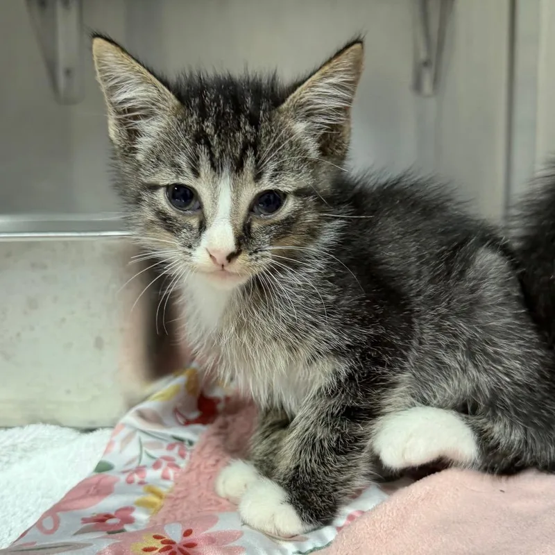 A baby small-sized male Domestic Medium Hair cat named Hotdog for adoption in Pensacola, FL