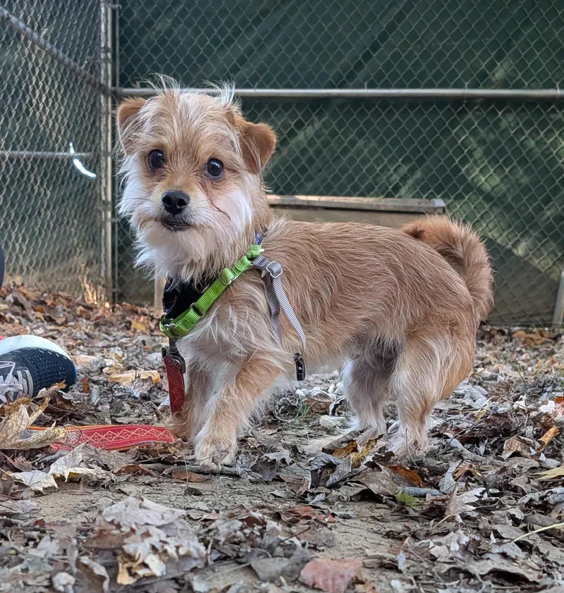 A young small-sized male Yorkshire Terrier dog named Norman for adoption in Reisterstown, MD