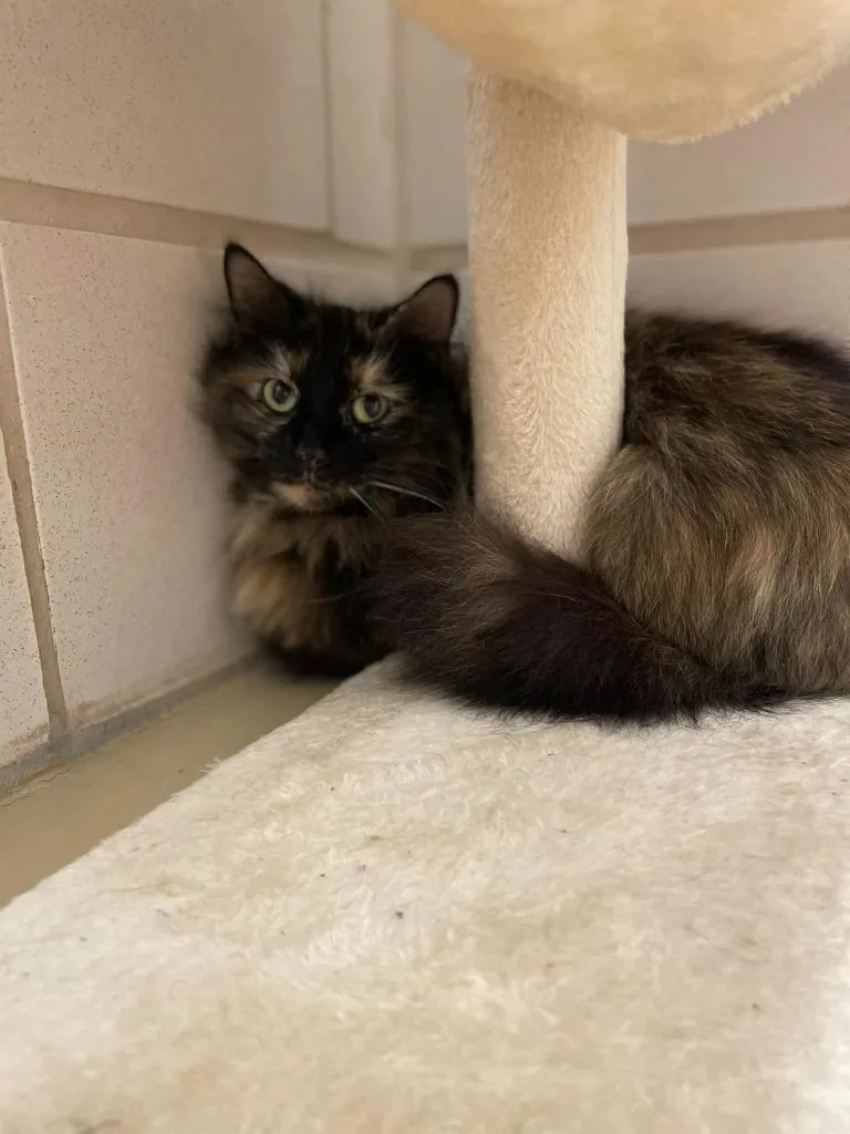 A young medium-sized female Domestic Long Hair cat named Lola for adoption in Hamilton, OH